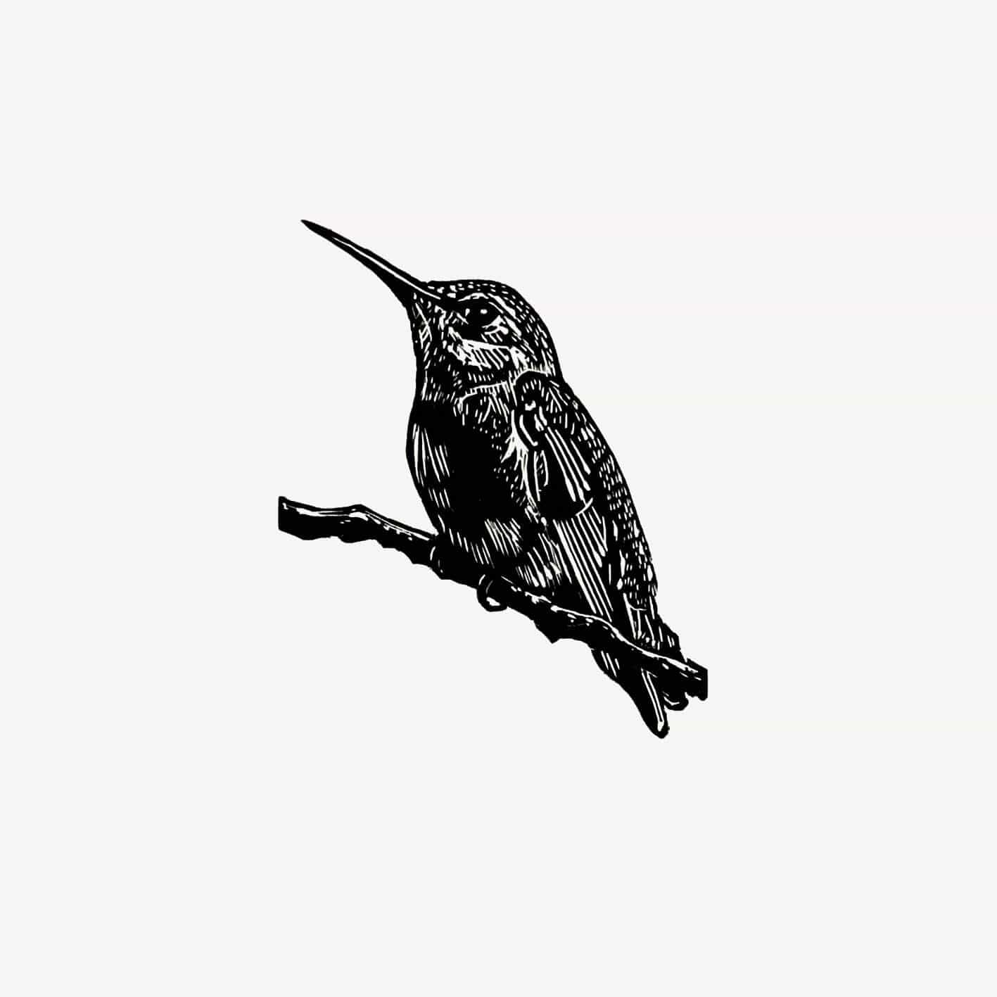 Prints Hummingbird Wood Engraving - limited edition homeware shops bristol gift shops bristol Fiona Hamilton