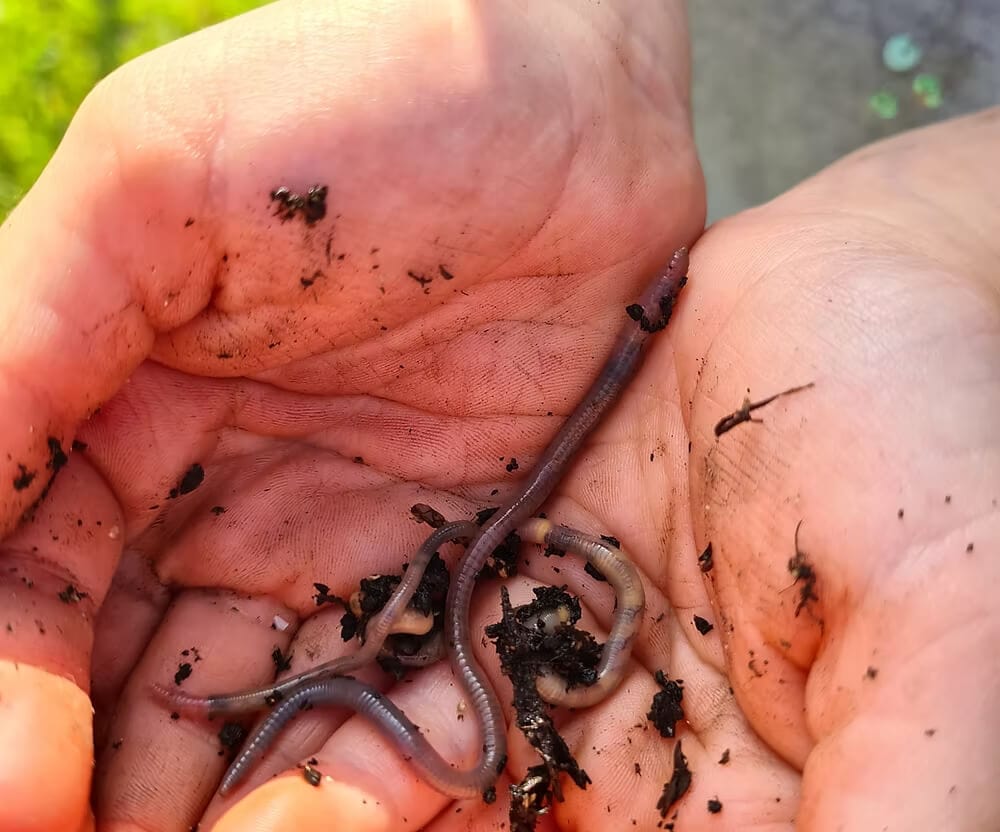 Kids Nature Kit Worm Rescue Kit homeware shops bristol gift shops bristol Nature Nurture Kids