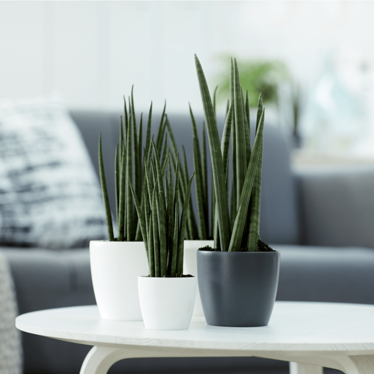 Plant Pots Recycled Plastic Plant Pot - 'brussels mini round' in Anthracite homeware shops bristol gift shops bristol Elho