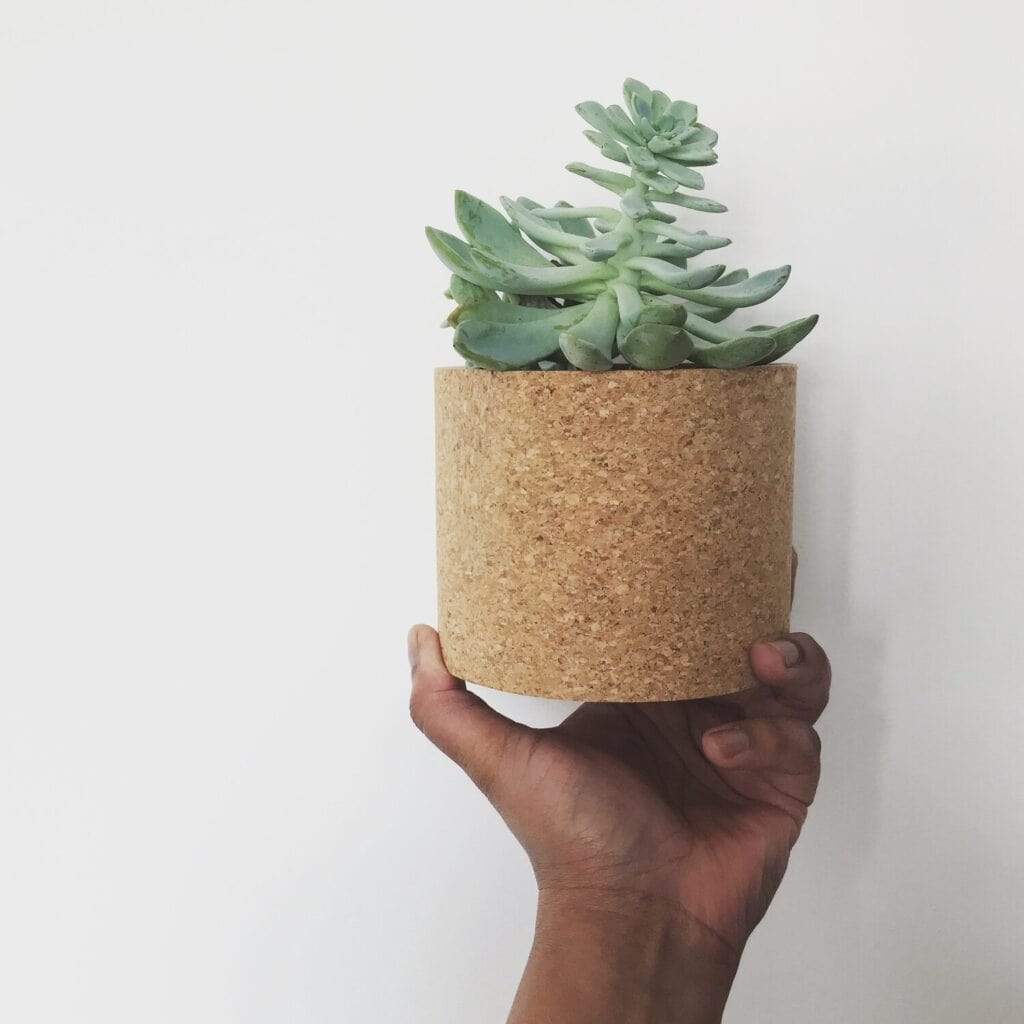 cork plant pot ECHO
