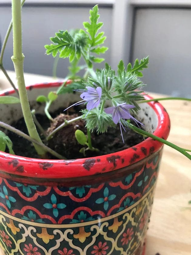 Making Kits Wildflower Seed Bomb Kit homeware shops bristol gift shops bristol Nature Nurture Kids