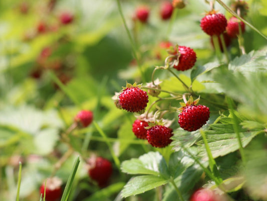 High Summer Foraging: Chanterelle Risotto & Wild Strawberry Lemonade