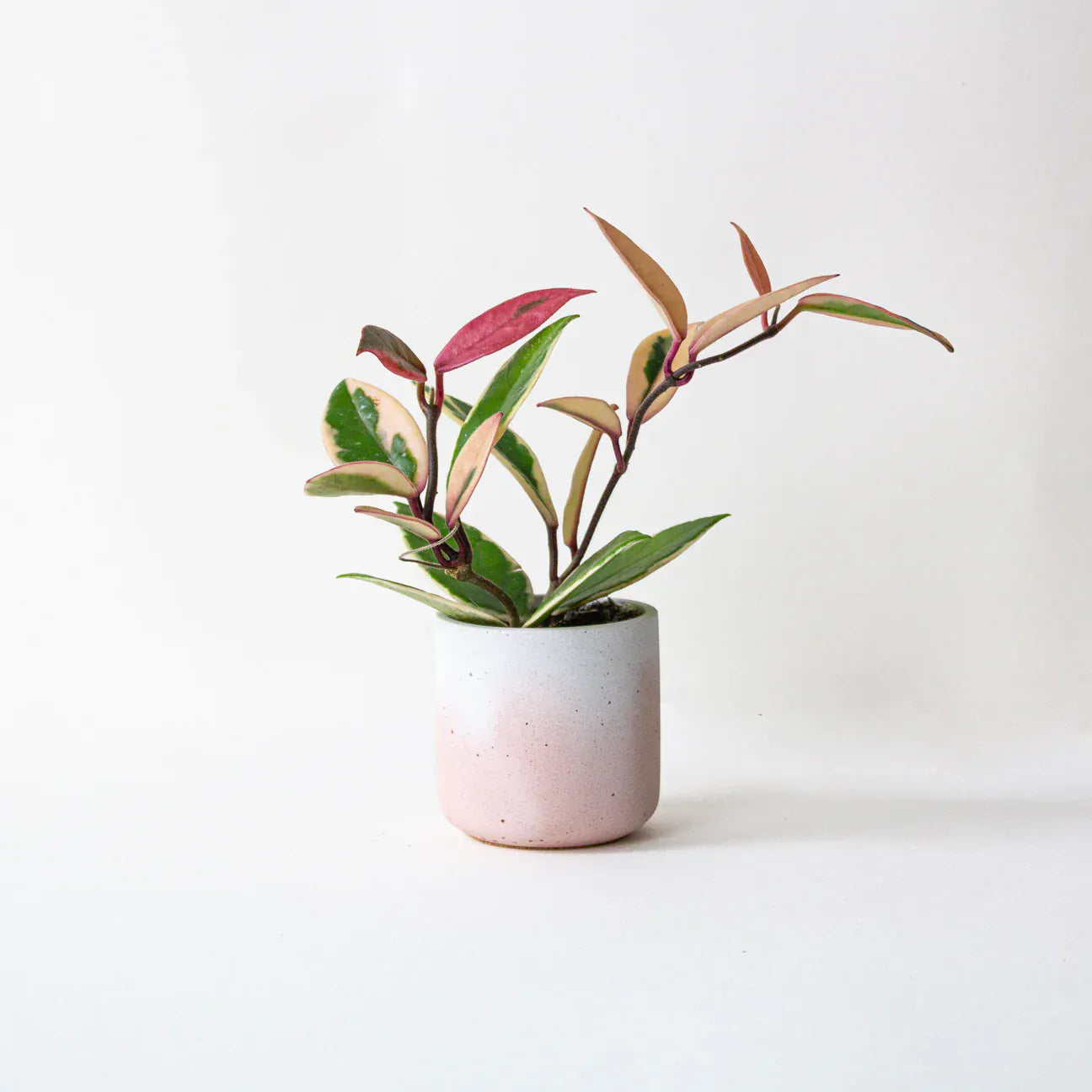 Pot Blush Fade Pot XS (various colours) homeware shops bristol gift shops bristol Desire North Design