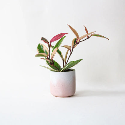 Pot Blush Fade Pot XS (various colours) homeware shops bristol gift shops bristol Desire North Design