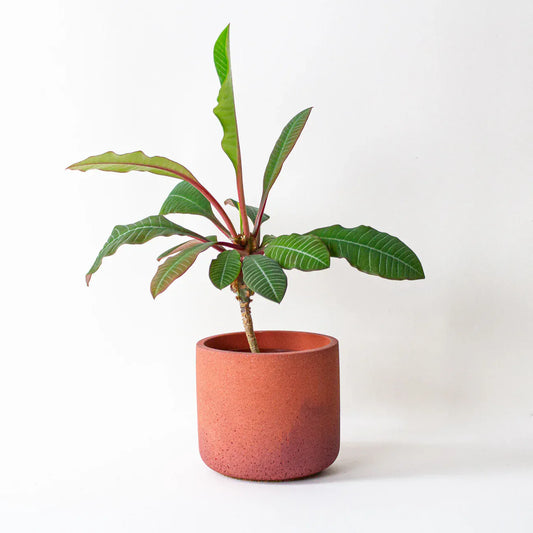 Pot Brick Fade Pot Small (various colours) homeware shops bristol gift shops bristol Desire North Design