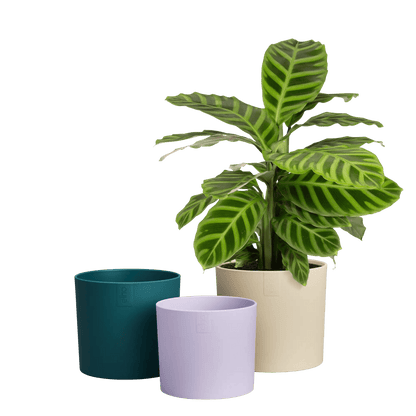 cream plastic plant pots Recycled Plastic Plant Pot
