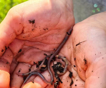 Kids Nature Kit Worm Rescue Kit homeware shops bristol gift shops bristol Nature Nurture Kids