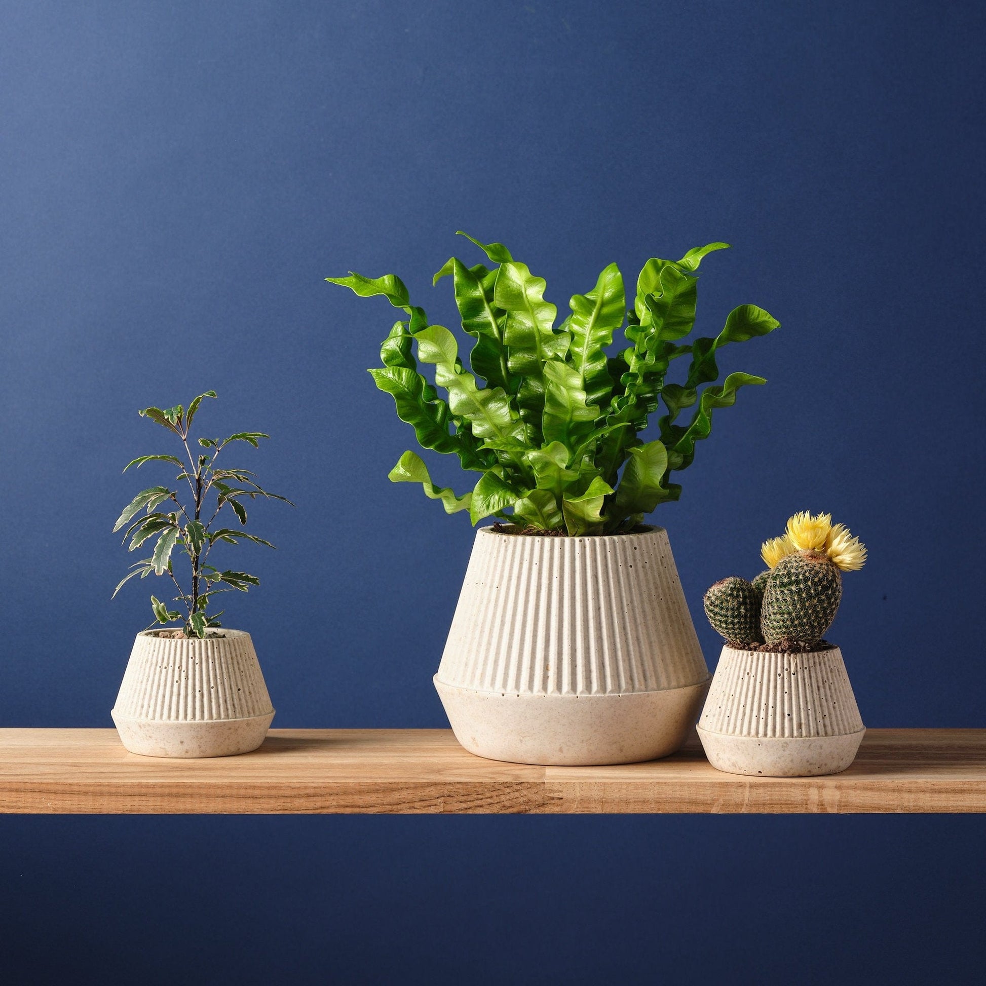 jesmonite plant pot Plant Pot 'Cupcake'