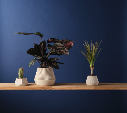 Sarah Christensen Design Plant Pot 'Cupcake' - Jesmonite and Coffee Grounds