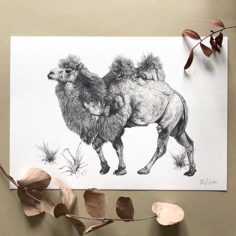 Prints Giclée Print 'Bactrian Camel' A4 homeware shops bristol gift shops bristol Sky Siouki