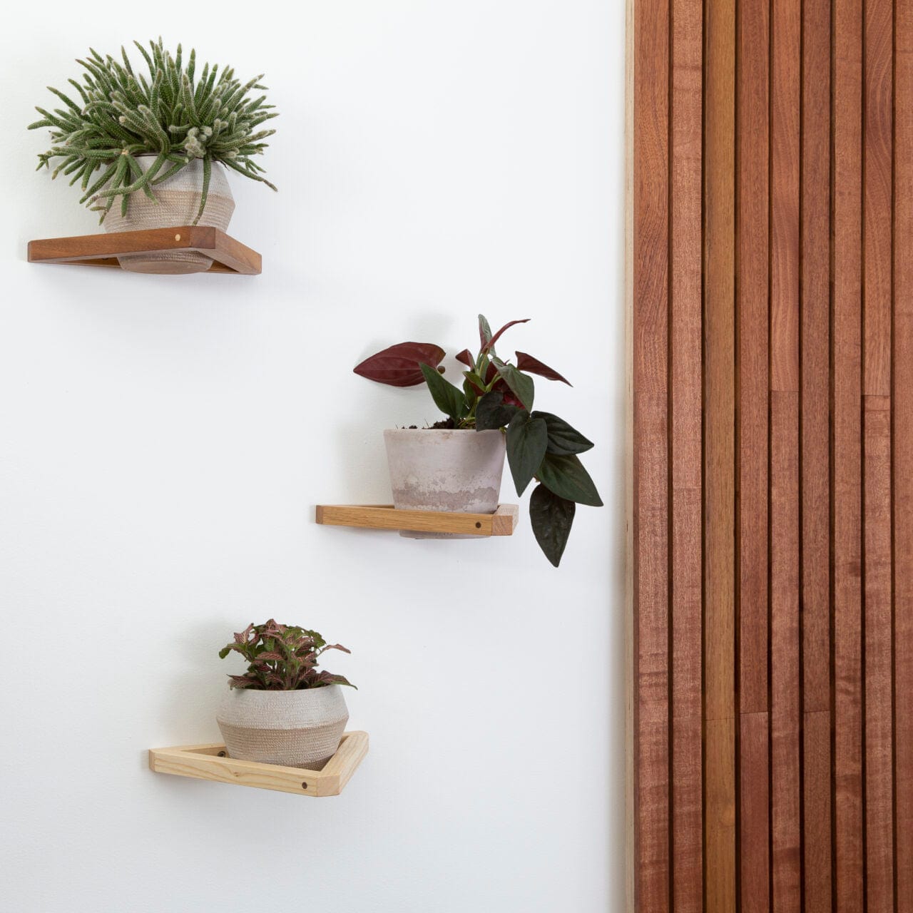 Tammy Crawford-Rolt Plant Hanger The Plant Wall Mount (various woods available)