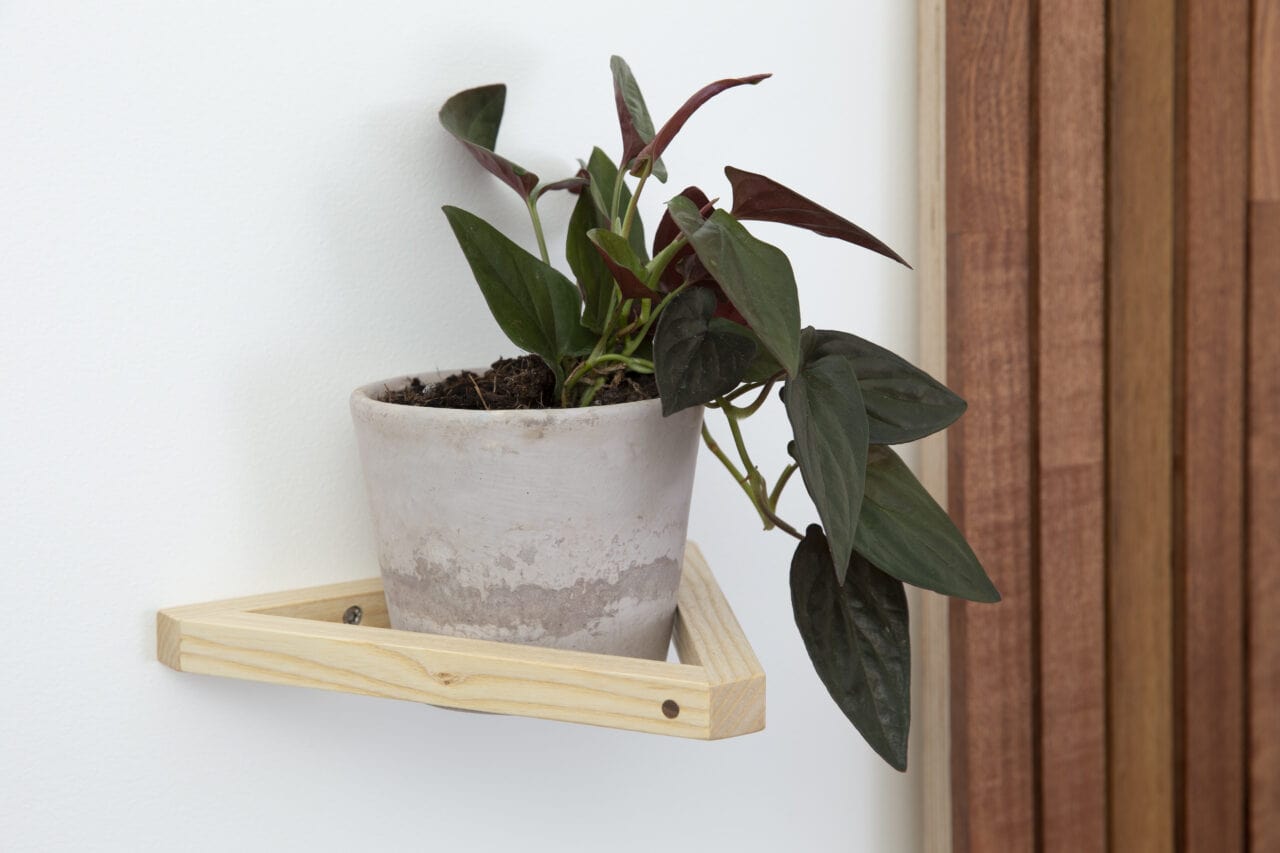 Tammy Crawford-Rolt Plant Hanger The Plant Wall Mount (various woods available)