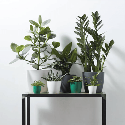 Plant Pots Recycled Plastic Plant Pot - 'brussels mini round' in Gold homeware shops bristol gift shops bristol Elho