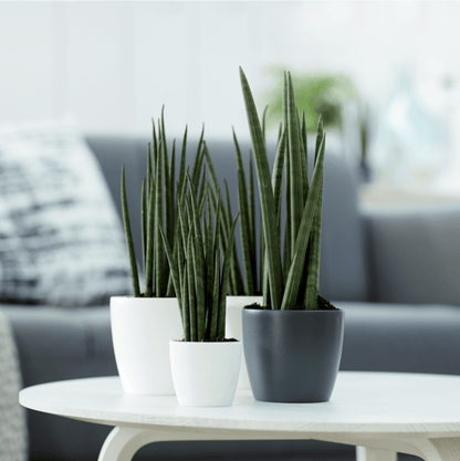 Plant Pots Recycled Plastic Plant Pot - 'brussels mini round' in Gold homeware shops bristol gift shops bristol Elho