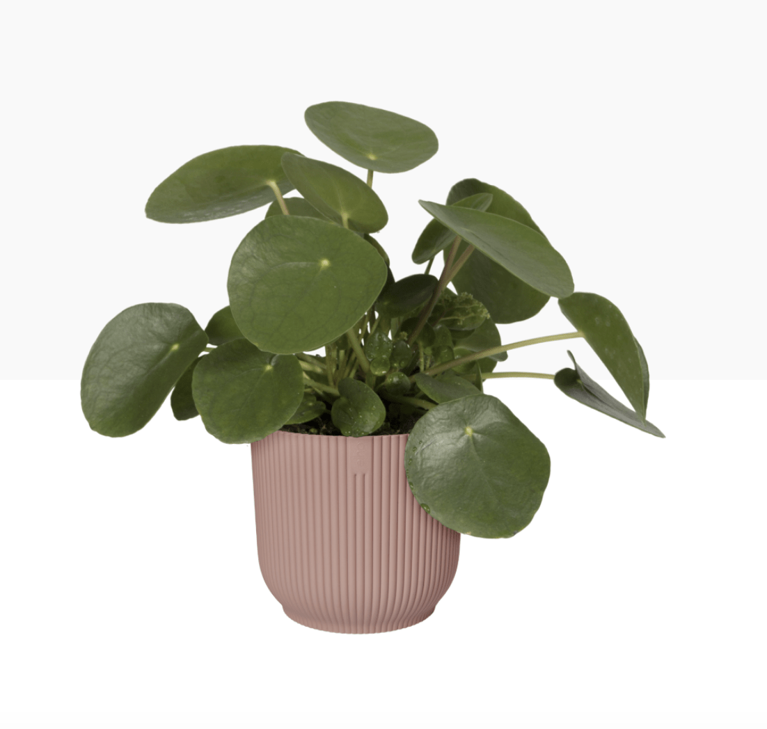 Elho Plant Pots Recycled Plastic Plant Pot - 'Vibes Fold' in Delicate Pink