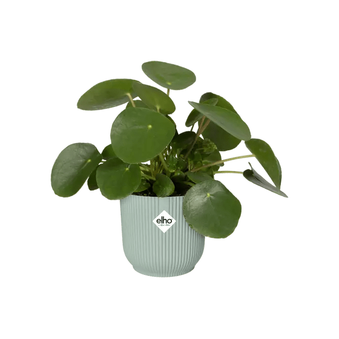 Elho Plant Pots Recycled Plastic Plant Pot - 'Vibes Fold' in Sorbet Green