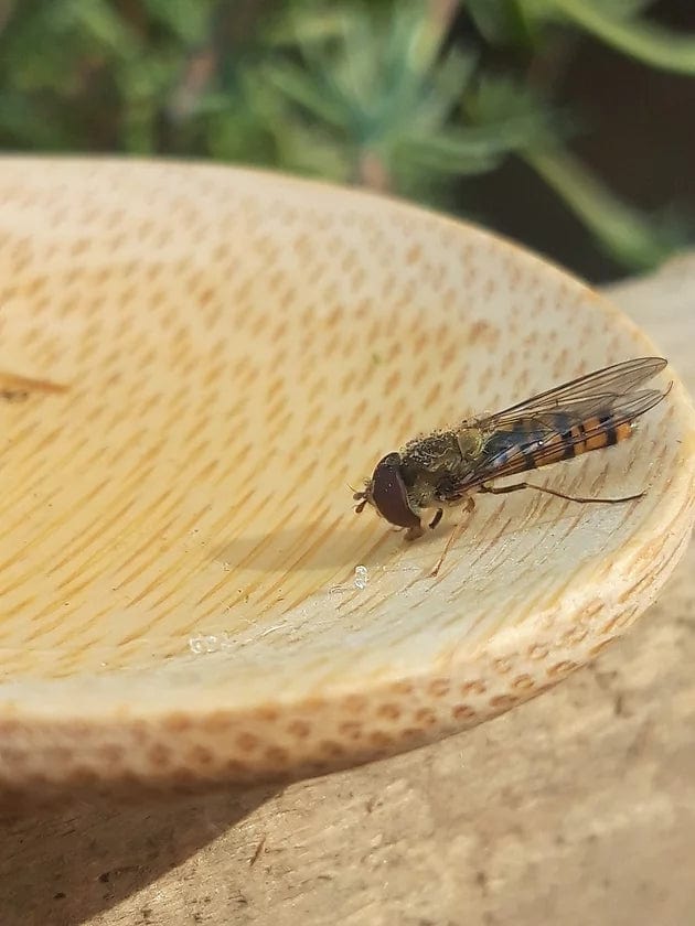 Making Kits Bee Rescue Kit homeware shops bristol gift shops bristol Nature Nurture Kids