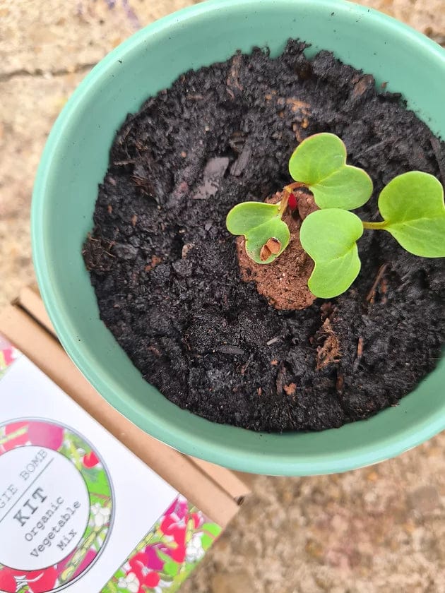 Making Kits Veggie Bomb Kit homeware shops bristol gift shops bristol Nature Nurture Kids