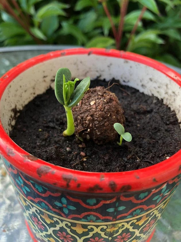 Wildflower Seed Bomb Kit PRIOR SHOP